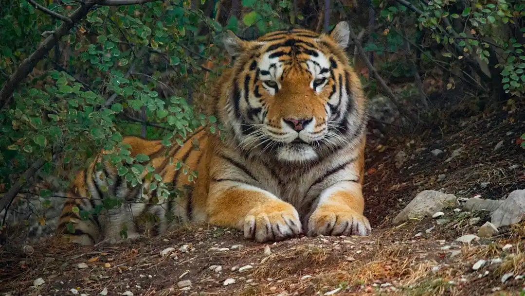 Tiger Haven in Chalong