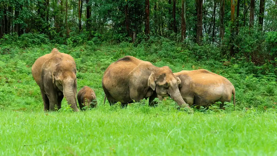 Elephant Sanctuary